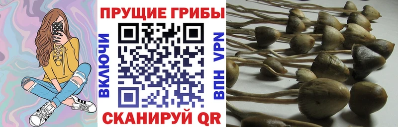 Галлюциногенные грибы Psilocybine cubensis  shop формула  Фрязино  наркотики 